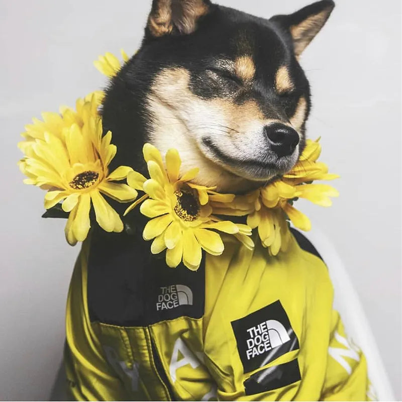 Windbreaker Jacket